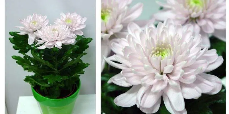 Хризантема Зембла Пинк Д12