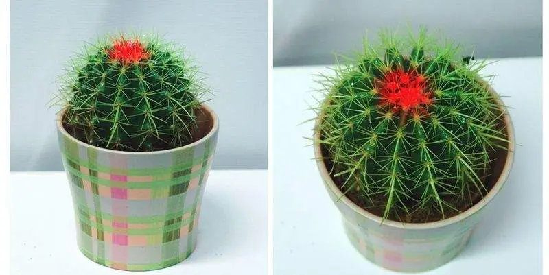 Эхинокактус Грузони  Д10