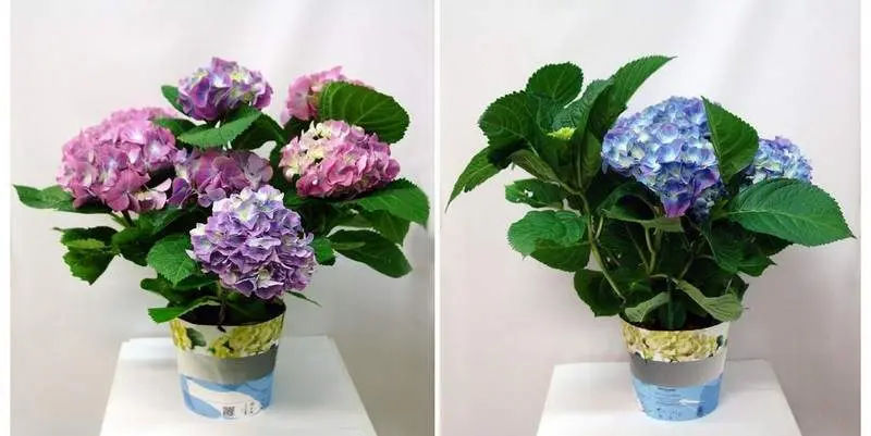 Гидрангея  Д15