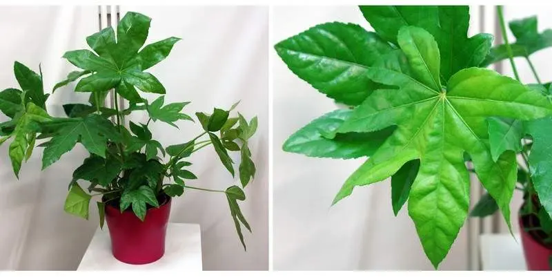 Фатсия Японика Д17 Н70