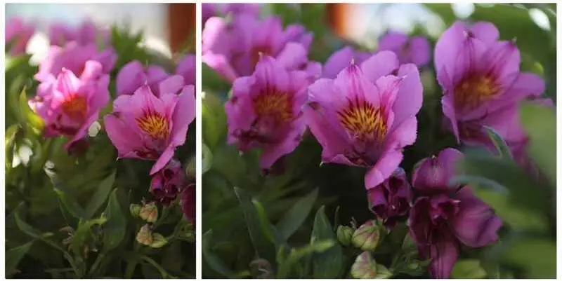 Альстромерия Д19 Н40