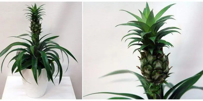 Ананас Корона Д12